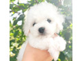 bichon-frise-girl-in-phoenix-az-small-3