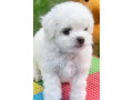 bichon-frise-girl-in-phoenix-az-small-1