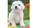 bichon-frise-girl-in-phoenix-az-small-4