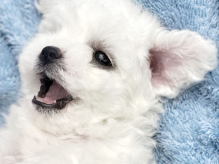 Bichon Frise Girl in Phoenix, AZ