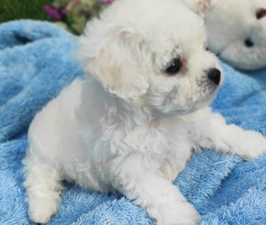 bichon-frise-girl-in-phoenix-az-big-5