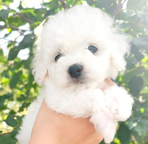 bichon-frise-girl-in-phoenix-az-big-3