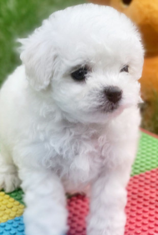 bichon-frise-girl-in-phoenix-az-big-1