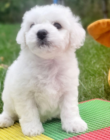 bichon-frise-girl-in-phoenix-az-big-4