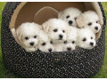 bichon-frise-puppies-available-for-reservation-in-fremont-ne-small-0