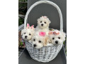 bichon-frise-puppies-available-for-reservation-in-fremont-ne-small-3