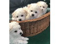 bichon-frise-puppies-available-for-reservation-in-fremont-ne-small-1