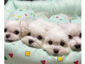 bichon-frise-puppies-available-for-reservation-in-fremont-ne-small-2