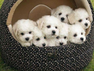 Bichon Frise Puppies Available for Reservation in Fremont, NE