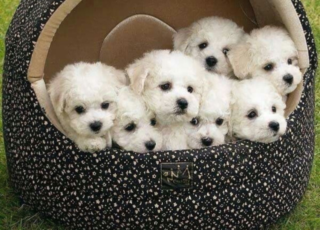 bichon-frise-puppies-available-for-reservation-in-fremont-ne-big-0