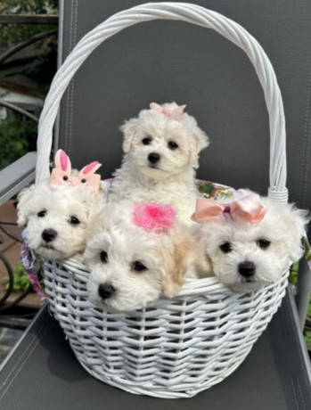 bichon-frise-puppies-available-for-reservation-in-fremont-ne-big-3