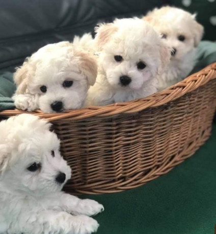 bichon-frise-puppies-available-for-reservation-in-fremont-ne-big-1