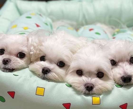 bichon-frise-puppies-available-for-reservation-in-fremont-ne-big-2