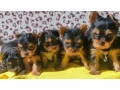 yorkshire-terrier-puppies-small-4