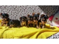 yorkshire-terrier-puppies-small-1