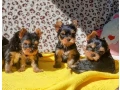 yorkshire-terrier-puppies-small-0