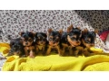 yorkshire-terrier-puppies-small-3