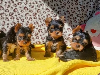 Yorkshire Terrier puppies