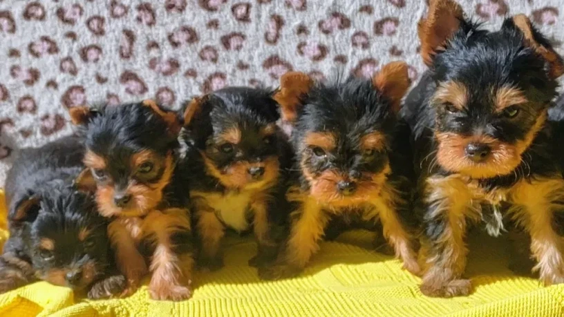 yorkshire-terrier-puppies-big-4