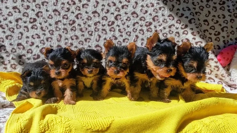 yorkshire-terrier-puppies-big-2