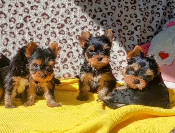 yorkshire-terrier-puppies-big-0