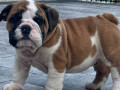 english-bulldog-puppies-for-sale-small-2