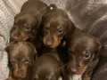 stunning-dachshund-puppies-small-2