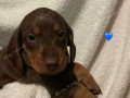 stunning-dachshund-puppies-small-1