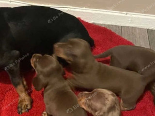 Stunning dachshund puppies