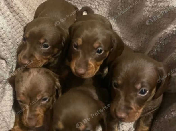 stunning-dachshund-puppies-big-2