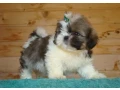 shih-tzu-puppies-small-0