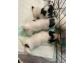 shih-tzu-puppies-small-3