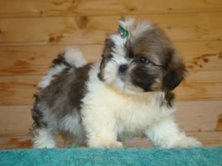 Shih Tzu Puppies