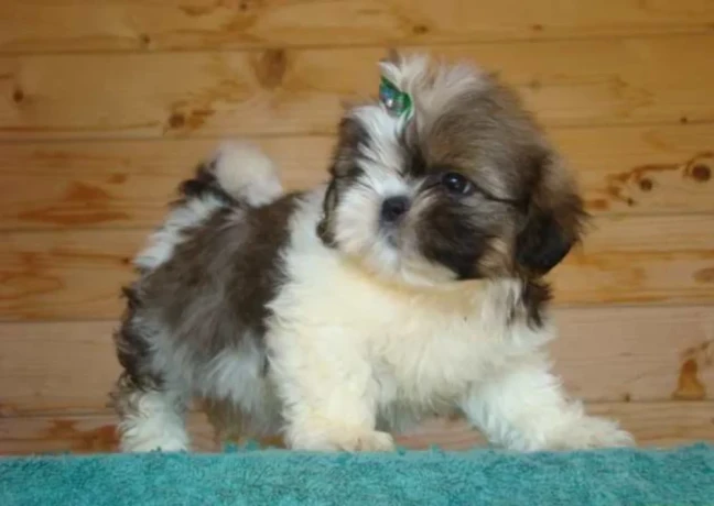 shih-tzu-puppies-big-0