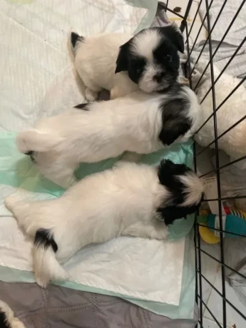 shih-tzu-puppies-big-3