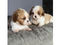 cavalier-king-charles-spaniel-puppies-2-male-puppies-for-sale-in-wisconsin-wi-small-3