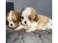 cavalier-king-charles-spaniel-puppies-2-male-puppies-for-sale-in-wisconsin-wi-small-1