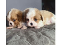 cavalier-king-charles-spaniel-puppies-2-male-puppies-for-sale-in-wisconsin-wi-small-2