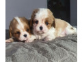 cavalier-king-charles-spaniel-puppies-2-male-puppies-for-sale-in-wisconsin-wi-small-4