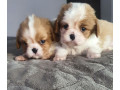 cavalier-king-charles-spaniel-puppies-2-male-puppies-for-sale-in-wisconsin-wi-small-0