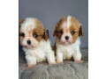 cavalier-king-charles-spaniel-puppies-2-male-puppies-for-sale-in-wisconsin-wi-small-5