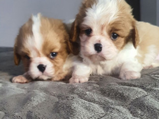 Cavalier King Charles Spaniel Puppies, 2 Male Puppies for Sale in Wisconsin, WI