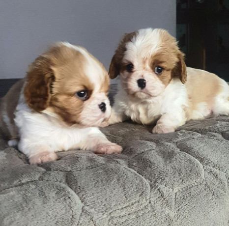 cavalier-king-charles-spaniel-puppies-2-male-puppies-for-sale-in-wisconsin-wi-big-3