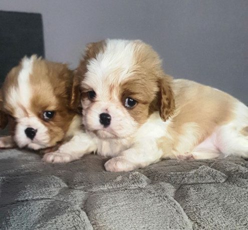 cavalier-king-charles-spaniel-puppies-2-male-puppies-for-sale-in-wisconsin-wi-big-1