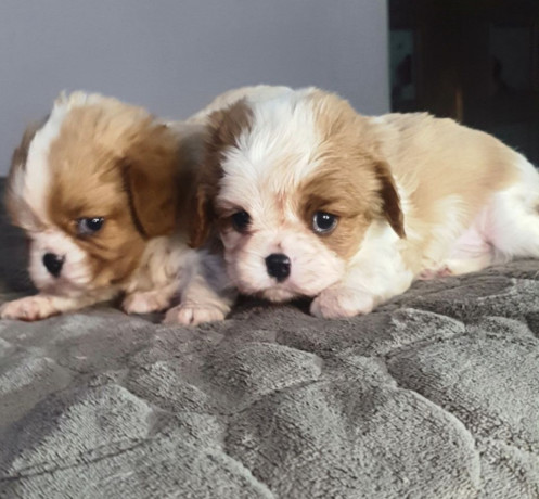 cavalier-king-charles-spaniel-puppies-2-male-puppies-for-sale-in-wisconsin-wi-big-2