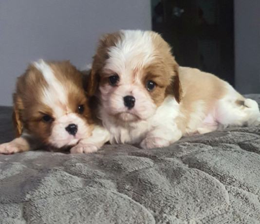 cavalier-king-charles-spaniel-puppies-2-male-puppies-for-sale-in-wisconsin-wi-big-4