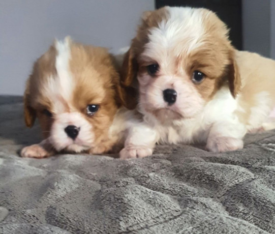 cavalier-king-charles-spaniel-puppies-2-male-puppies-for-sale-in-wisconsin-wi-big-0