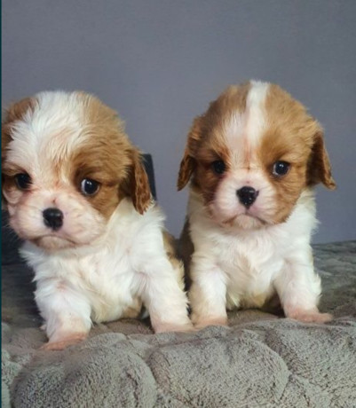 cavalier-king-charles-spaniel-puppies-2-male-puppies-for-sale-in-wisconsin-wi-big-5