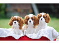 cavalier-king-charles-spaniels-for-sale-in-miami-fl-small-0