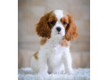 cavalier-king-charles-spaniels-for-sale-in-miami-fl-small-3